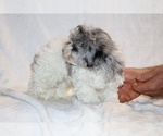 Small #14 ShihPoo