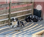 Small #3 Australian Shepherd