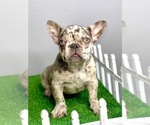 Small Photo #14 French Bulldog Puppy For Sale in LITTLE ROCK, AR, USA