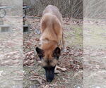 Small #1 Mutt
