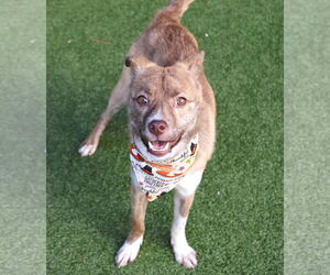 Australian Kelpie-Unknown Mix Dogs for adoption in Rockaway, NJ, USA