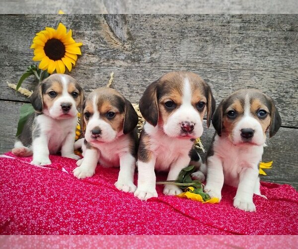 Medium Photo #1 Beagle Puppy For Sale in COEUR D ALENE, ID, USA
