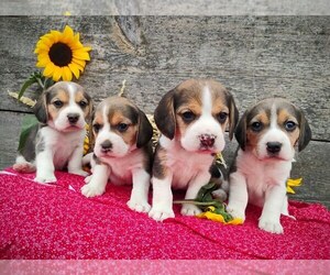Beagle Puppy for sale in COEUR D ALENE, ID, USA