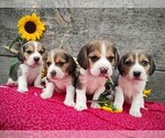 Small Beagle