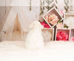 Small Photo #14 Bichon Frise Puppy For Sale in WARSAW, IN, USA