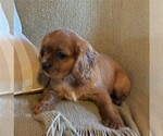 Small #1 Cavalier King Charles Spaniel