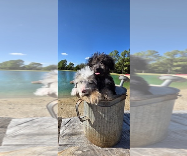 Medium Photo #8 Aussiedoodle Toy Puppy For Sale in JONES, OK, USA