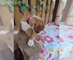 Small #3 Boxer