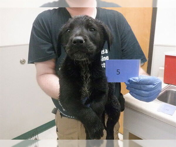 Medium Photo #1 Labrador Retriever-Texas Heeler Mix Puppy For Sale in Oroville, CA, USA