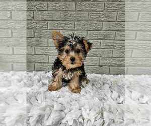 Yorkshire Terrier Puppy for sale in INDIANAPOLIS, IN, USA