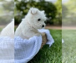 Small #17 West Highland White Terrier