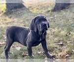 Small #4 Cane Corso