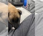 Small Photo #108 Belgian Malinois Puppy For Sale in REESEVILLE, WI, USA
