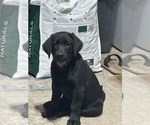 Puppy Prince Charming Labrador Retriever