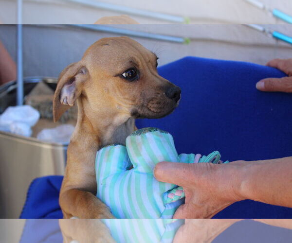 Medium Photo #2 Chiweenie Puppy For Sale in Imperial Beach, CA, USA