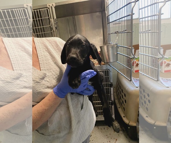 Medium Photo #1 Labrador Retriever-Unknown Mix Puppy For Sale in Frenchburg, KY, USA