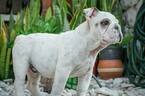 Small Photo #2 English Bulldog Puppy For Sale in CUTLER BAY, FL, USA