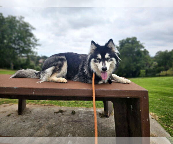Medium Photo #7 Siberian Husky Puppy For Sale in Escondido, CA, USA