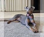 Small #1 Doberman Pinscher Mix