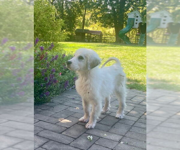 Medium Photo #2 Great Pyrenees Puppy For Sale in Doylestown, PA, USA