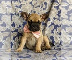 Small Photo #2 French Bulldog Puppy For Sale in CHRISTIANA, PA, USA
