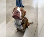 Small #1 American Staffordshire Terrier