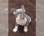 Puppy 2 French Bulldog