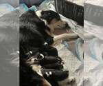 Small Photo #27 Australian Shepherd Puppy For Sale in SAINT AUGUSTINE, FL, USA