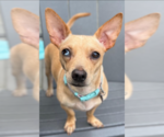 Small #2 Chihuahua Mix
