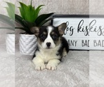 Small #3 Pembroke Welsh Corgi