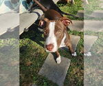 Small #3 Mutt