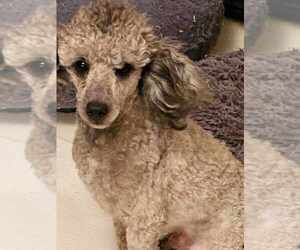 Poodle (Toy) Puppy for Sale in COLUMBUS, Indiana USA