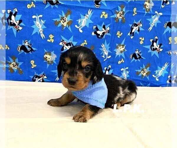 Medium Photo #2 Dachshund Puppy For Sale in WINNSBORO, LA, USA