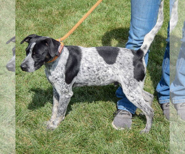 Medium Photo #5 Beagle-Unknown Mix Puppy For Sale in Huntley, IL, USA
