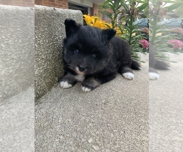Medium Photo #2 Pomsky Puppy For Sale in WHEELERSBURG, OH, USA