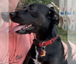 Small #8 Labrador Retriever Mix