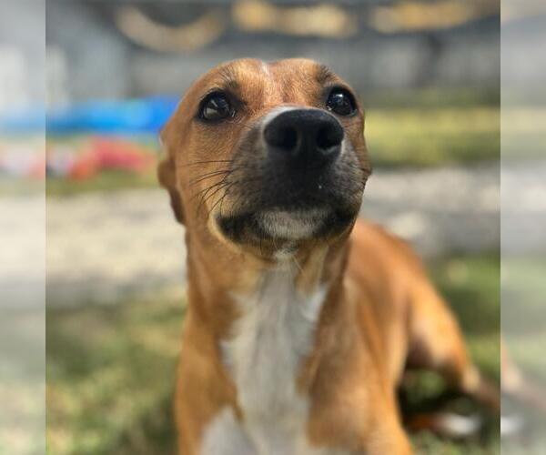 Medium Photo #3 Beagle-Unknown Mix Puppy For Sale in Texas City, TX, USA