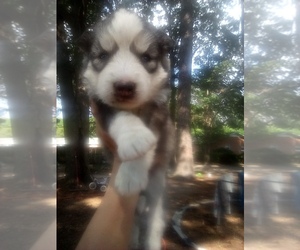 Siberian Husky Puppy for sale in FLORENCE, SC, USA