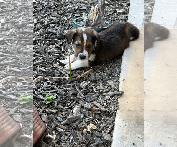 Medium Photo #2 Labrador Retriever-Unknown Mix Puppy For Sale in The Woodlands, TX, USA