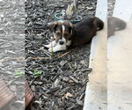 Small #1 Labrador Retriever Mix