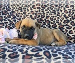 Small Photo #2 Boerboel Puppy For Sale in OXFORD, PA, USA