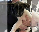 Small #2 German Shepherd Dog