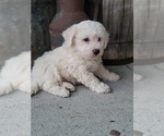 Small Photo #5 Bichon Frise Puppy For Sale in MANES, MO, USA
