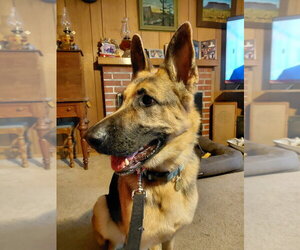 Josie C. - Female German Shepherd Dog Dog for Adoption - Photo #3
