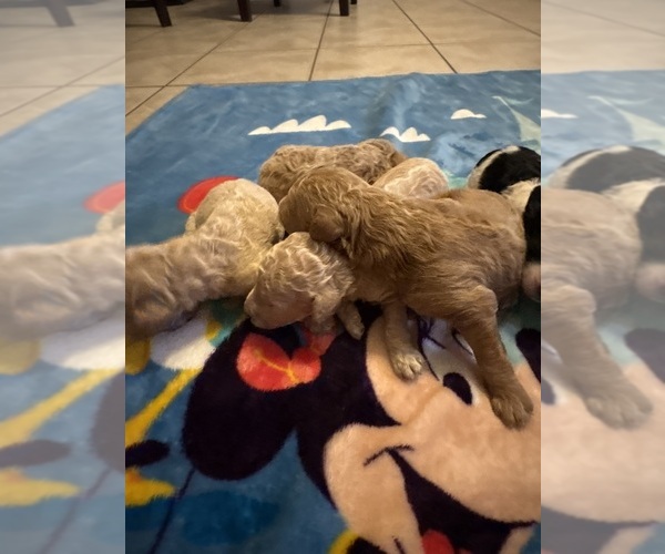 Medium Photo #6 Goldendoodle Puppy For Sale in LITCHFIELD PARK, AZ, USA