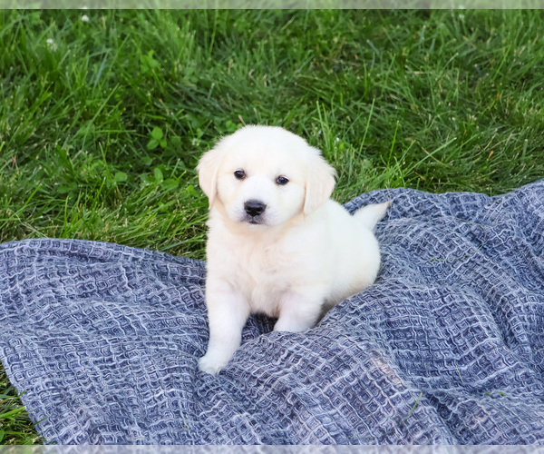 Medium Photo #4 English Cream Golden Retriever Puppy For Sale in SYRACUSE, IN, USA