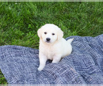 Small #3 English Cream Golden Retriever
