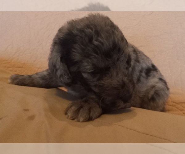 Medium Photo #19 Labradoodle Puppy For Sale in JEFFERSONTOWN, KY, USA
