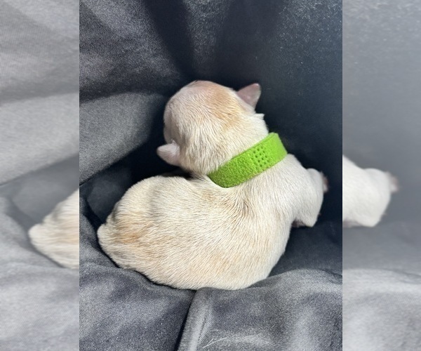 Medium Photo #3 Maltese-Morkie Mix Puppy For Sale in PEORIA, IL, USA