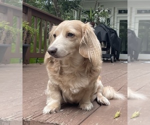Mother of the Dachshund puppies born on 04/06/2025
